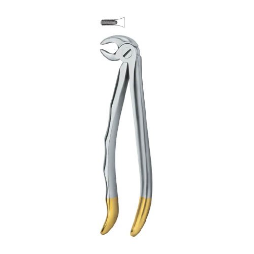Incisors and cuspids 13